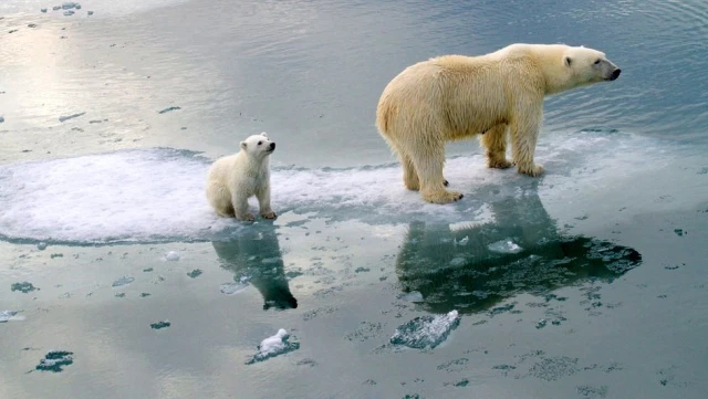 İklim krizi: Kutup ayılarının nesli 80 yıl içinde tükenebilir