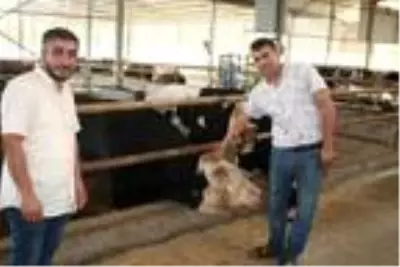 Şampiyon boğanın yavrusu 1 tonluk 'Boyka' 25 bin TL'ye alıcısını bekliyor