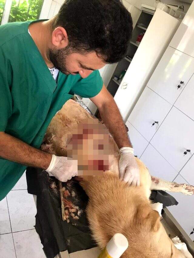 Bıçaklayarak yaraladığı köpeği, serbest kalınca öldürdü Bıçaklayarak yaraladığı köpeği, serbest kalınca öldürdü