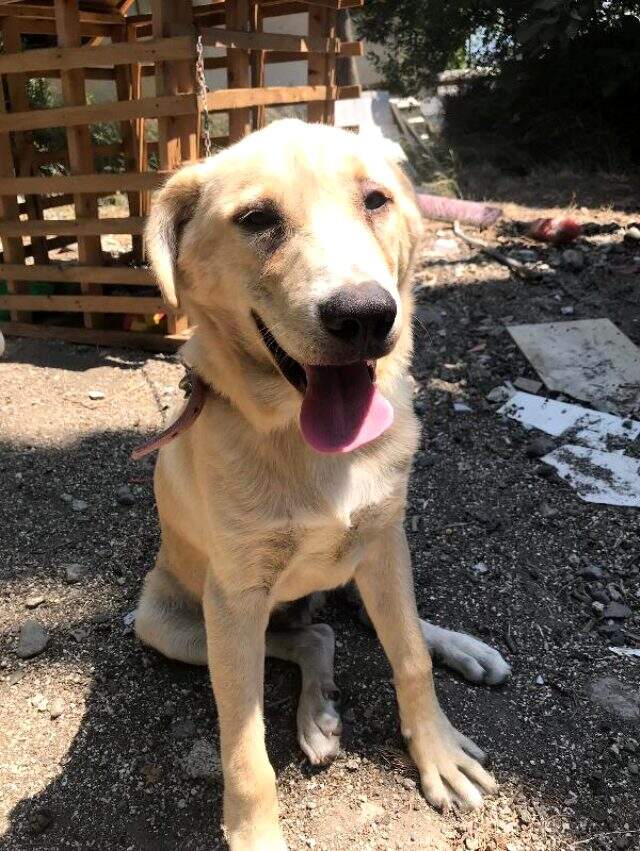 Bıçaklayarak yaraladığı köpeği, serbest kalınca öldürdü Bıçaklayarak yaraladığı köpeği, serbest kalınca öldürdü