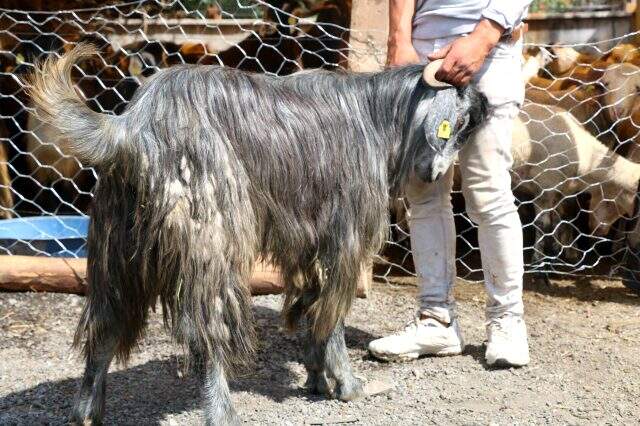 Büyükbaş hayvanların fiyatı pahalı olunca kurban pazarında keçiye talep arttı