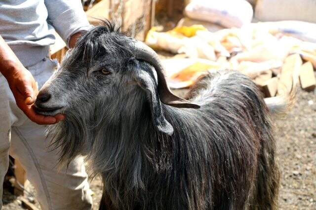 Büyükbaş hayvanların fiyatı pahalı olunca kurban pazarında keçiye talep arttı