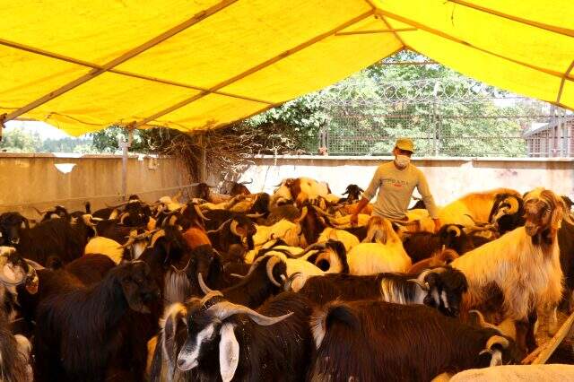 Büyükbaş hayvanların fiyatı pahalı olunca kurban pazarında keçiye talep arttı