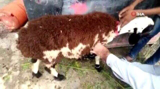 Pakistan'da fıkra gibi olay! Kurbanlık koyun diye aldı gerçek çok farklı çıktı