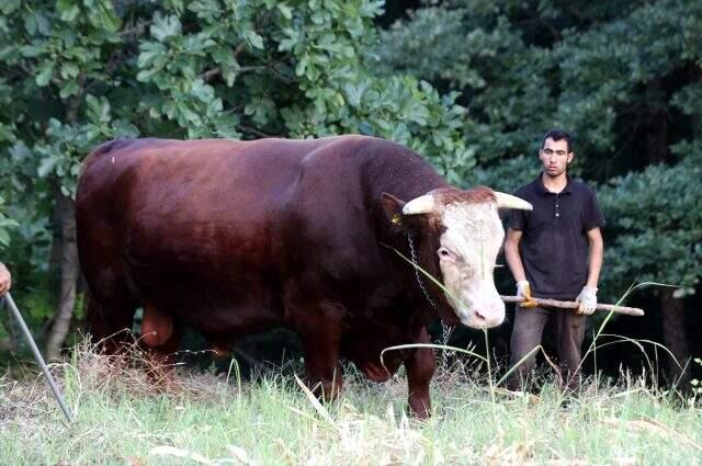 1 ton 800 kilogramlık 'Kocaman' 50 bin liraya alıcısını bekliyor