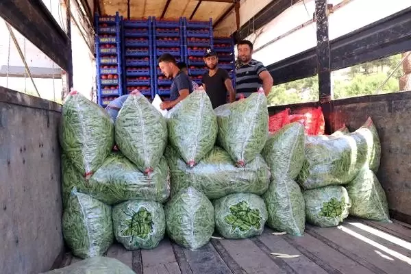 Burdurlu fasulye üreticisi verim kaybına rağmen fiyattan umutlu