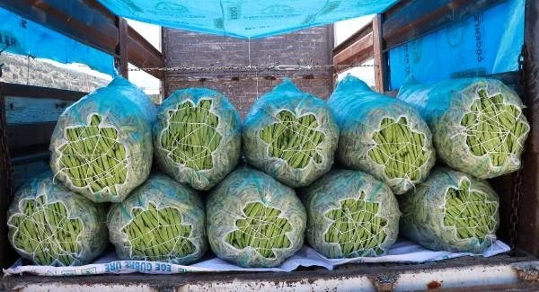 Burdurlu fasulye üreticisi verim kaybına rağmen fiyattan umutlu