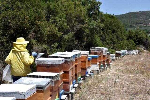 İZMİR Oğlu için 2 kovanla arıcılığa başladı, 2 yılda 200 kovana ulaştı