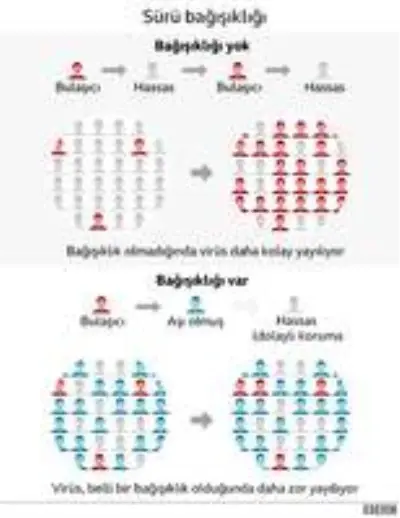 Koronavirüs: 'Sürü bağışıklığı' politikası İngiltere'de salgının gidişatını değiştirdi mi?
