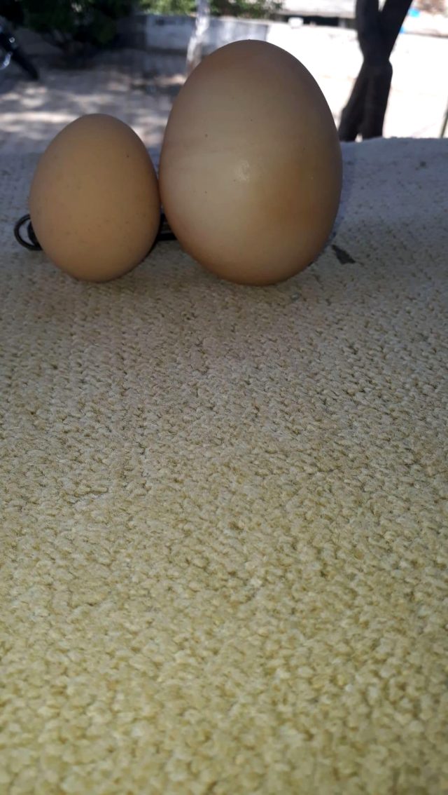 İriliğiyle dikkati çeken yumurtanın içinden bir yumurta daha çıktı