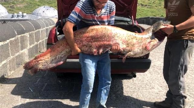 Karslı iki kardeş 2 metrelik yayın balığı yakaladı