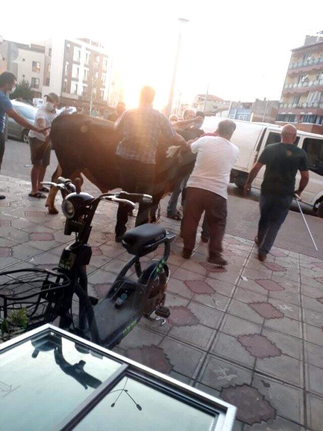 Kurbanlık boğa kaçtı! Sahibi elinde tutamadı, bir giyim mağazasına daldı Kurbanlık boğa kaçtı! Sahibi elinde tutamadı, bir giyim mağazasına daldı
