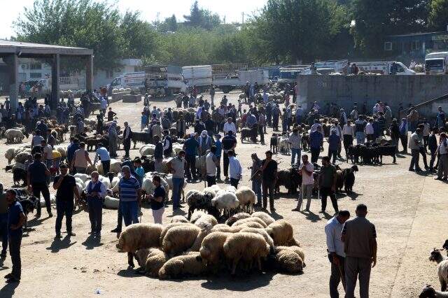 Diyarbakır'daki kurbanlık pazarlarında tedbirler hiçe sayıldı Diyarbakır'daki kurbanlık pazarlarında tedbirler hiçe sayıldı