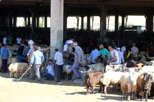 Diyarbakır'daki kurbanlık pazarlarında tedbirler hiçe sayıldı Diyarbakır'daki kurbanlık pazarlarında tedbirler hiçe sayıldı