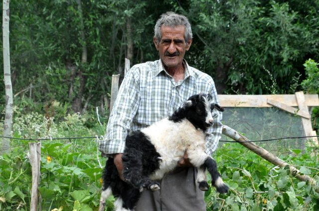 Bataklığa saplanan ineğinin başında sabahlayan Mehmet Amca bu bayram çok mutlu
