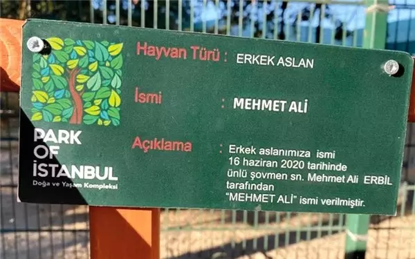 Yavru aslanın adı Mehmet Ali oldu