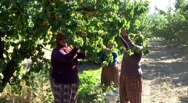 Isparta'da kayısı hasadında fiyatlar üreticinin yüzünü güldürdü