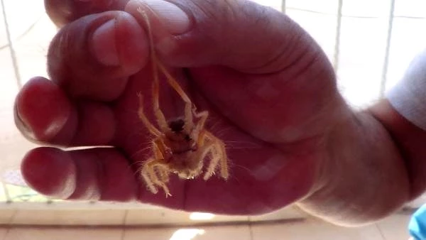 Son dakika haberi: Evde görülen et yiyen örümcek korkuttu