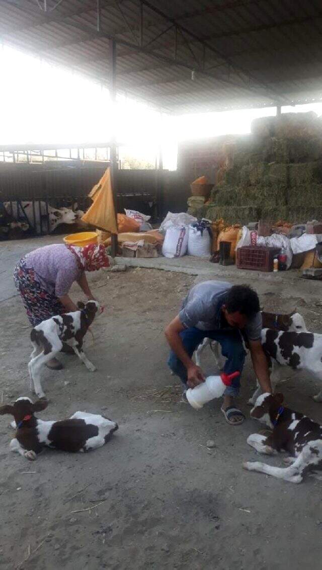 Aydın'da bir inek beşiz buzağı doğurdu Aydın'da bir inek beşiz buzağı doğurdu