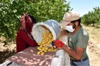 Kayısının başkenti Malatya'da hasat sona eriyor