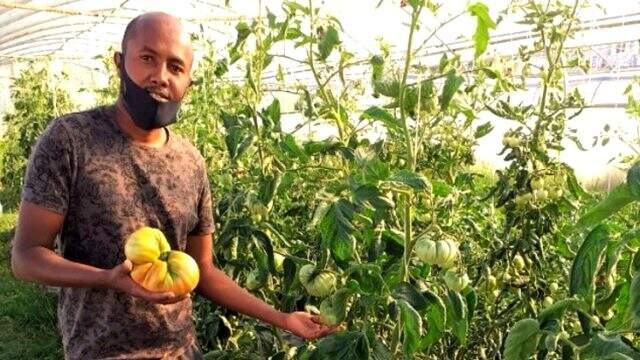 Somalili öğrenci 1 kilo 130 gram domates yetiştirerek Türkiye rekoru kırdı