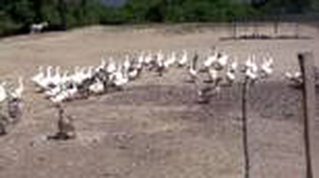 Hobi olarak başladığı kaz yetiştiriciliği gelir kapısı oldu, taleplere yetişemiyor