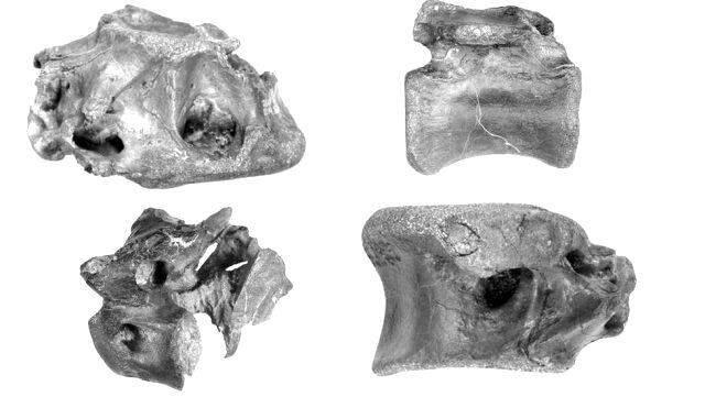 İngiltere'de T-Rex'in kuzeni yeni bir dinozor türü keşfedildi