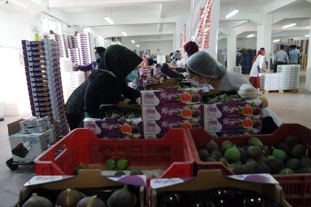 Dünyanın en kaliteli incirlerinden 'Bursa Siyahı'nın ihracat yolculuğu başladı Dünyanın en kaliteli incirlerinden 'Bursa Siyahı'nın ihracat yolculuğu başladı
