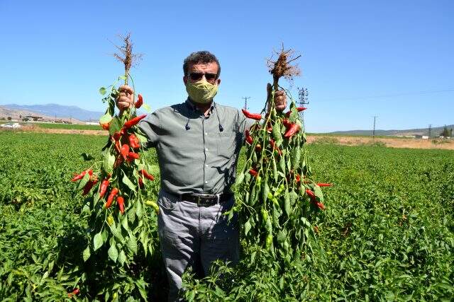 Gaziantep'te hasadı başlayan sofralık kırmızı biber bu yıl üreticinin yüzünü güldürüyor Gaziantep'te hasadı başlayan sofralık kırmızı biber bu yıl üreticinin yüzünü güldürüyor
