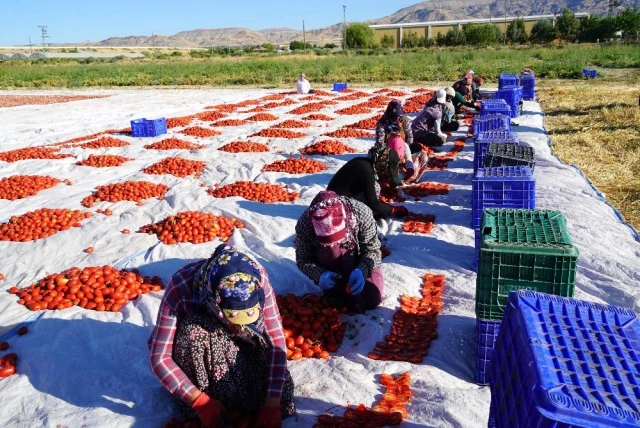 Elazığ'ın domatesi kurutulup dünyaya satılıyor