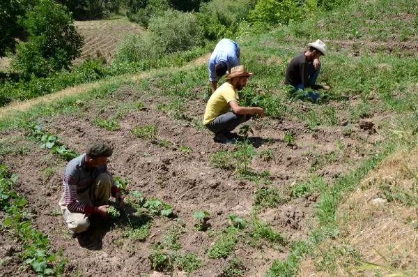 Huzur ortamının sağlanmasıyla Hakkari'nin köylerinde 25 yıl sonra yeniden tarım başladı