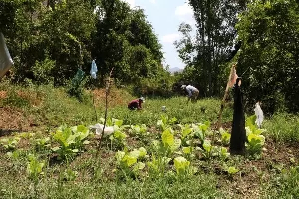 Huzur ortamının sağlanmasıyla Hakkari'nin köylerinde 25 yıl sonra yeniden tarım başladı