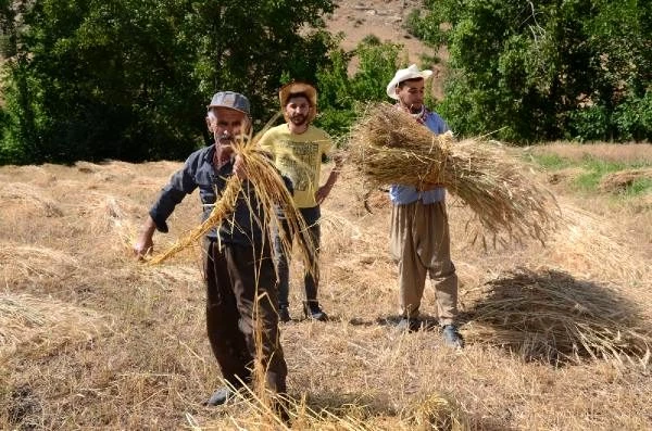 Huzur ortamının sağlanmasıyla Hakkari'nin köylerinde 25 yıl sonra yeniden tarım başladı