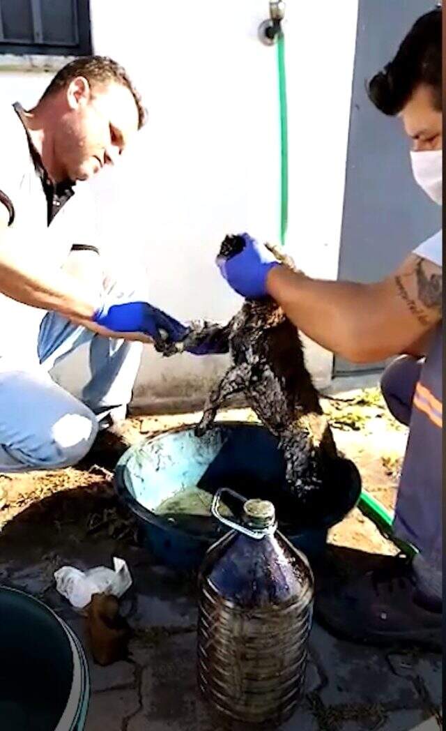 Ziftten kurtarılan yavru köpeğe yaşadığı olayla müsemma bir isim verildi Ziftten kurtarılan yavru köpeğe yaşadığı olayla müsemma bir isim verildi