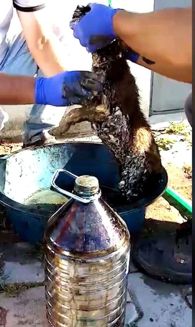 Ziftten kurtarılan yavru köpeğe yaşadığı olayla müsemma bir isim verildi Ziftten kurtarılan yavru köpeğe yaşadığı olayla müsemma bir isim verildi