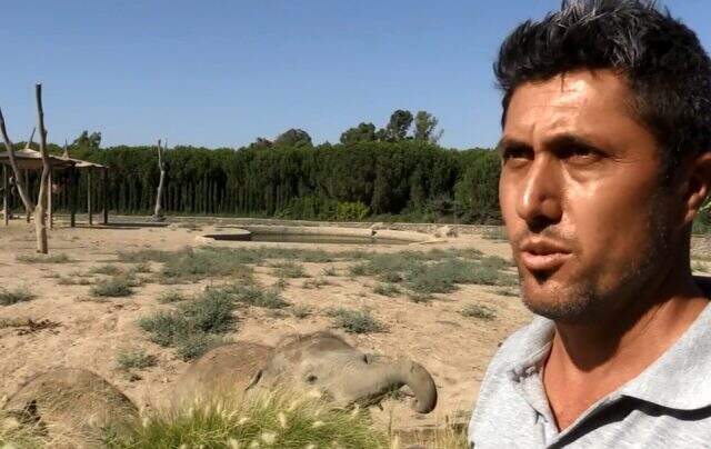 Türkiye'de doğan ilk fil olma özelliğini taşıyan 'İzmir', 3 ton ağırlığa ulaşarak yetişkinliğe adım attı Türkiye'de doğan ilk fil olma özelliğini taşıyan 'İzmir', 3 ton ağırlığa ulaşarak yetişkinliğe adım attı
