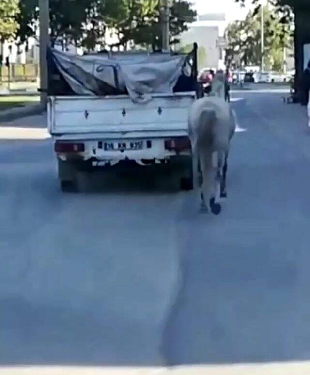 Hayvana eziyet kamerada! Atı, kamyonetin arkasına bağlayıp acımasızca koşturdu Hayvana eziyet kamerada! Atı, kamyonetin arkasına bağlayıp acımasızca koşturdu