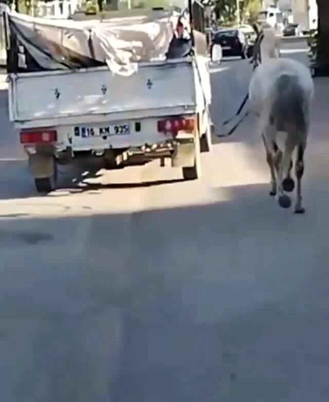 Hayvana eziyet kamerada! Atı, kamyonetin arkasına bağlayıp acımasızca koşturdu Hayvana eziyet kamerada! Atı, kamyonetin arkasına bağlayıp acımasızca koşturdu