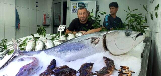 Sinop'ta 70 kilogramlık orkinos, görenleri hayrete düşürdü Sinop'ta 70 kilogramlık orkinos, görenleri hayrete düşürdü