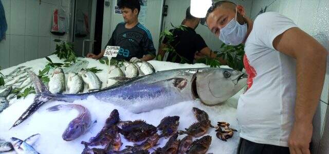 Sinop'ta 70 kilogramlık orkinos, görenleri hayrete düşürdü Sinop'ta 70 kilogramlık orkinos, görenleri hayrete düşürdü