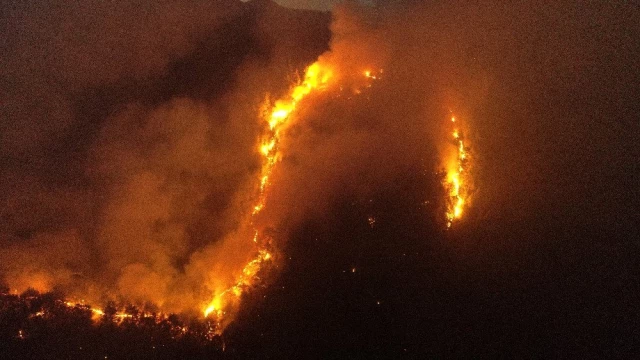 Adana'da orman alanda yangın çıktı