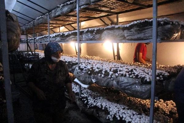 Bolu'da 70 bin TL yatırımla mantar üretimine başlayan vatandaş, 45 günde 20 bin TL kazandı