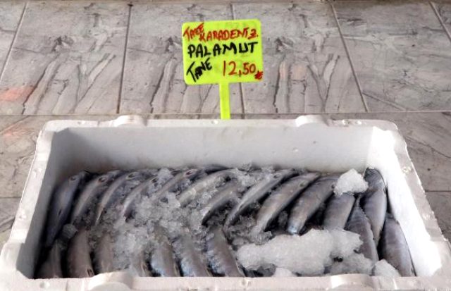 Av sezonunun açılmasıyla balıkçıların gözdesi olan palamudun tanesi 10 liradan satılıyor