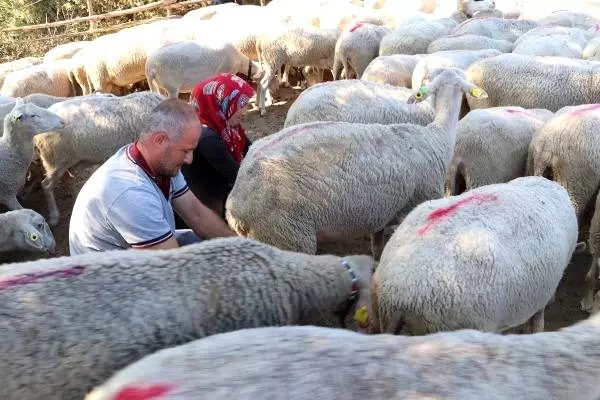 Çanakkale'de hayvancılık yapan çift, koyun sütünden aylık 15 bin TL kazanıyor