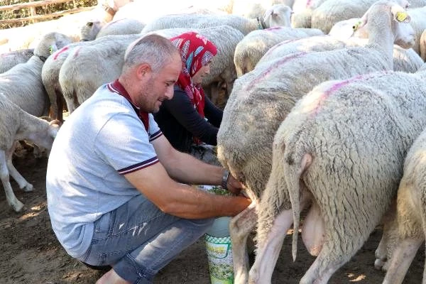 Çanakkale'de hayvancılık yapan çift, koyun sütünden aylık 15 bin TL kazanıyor
