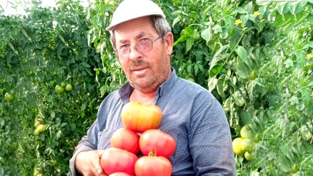 Denizli'de yetiştirilen 1200 gram ağırlığındaki domatesleri görenler hayrete düştü