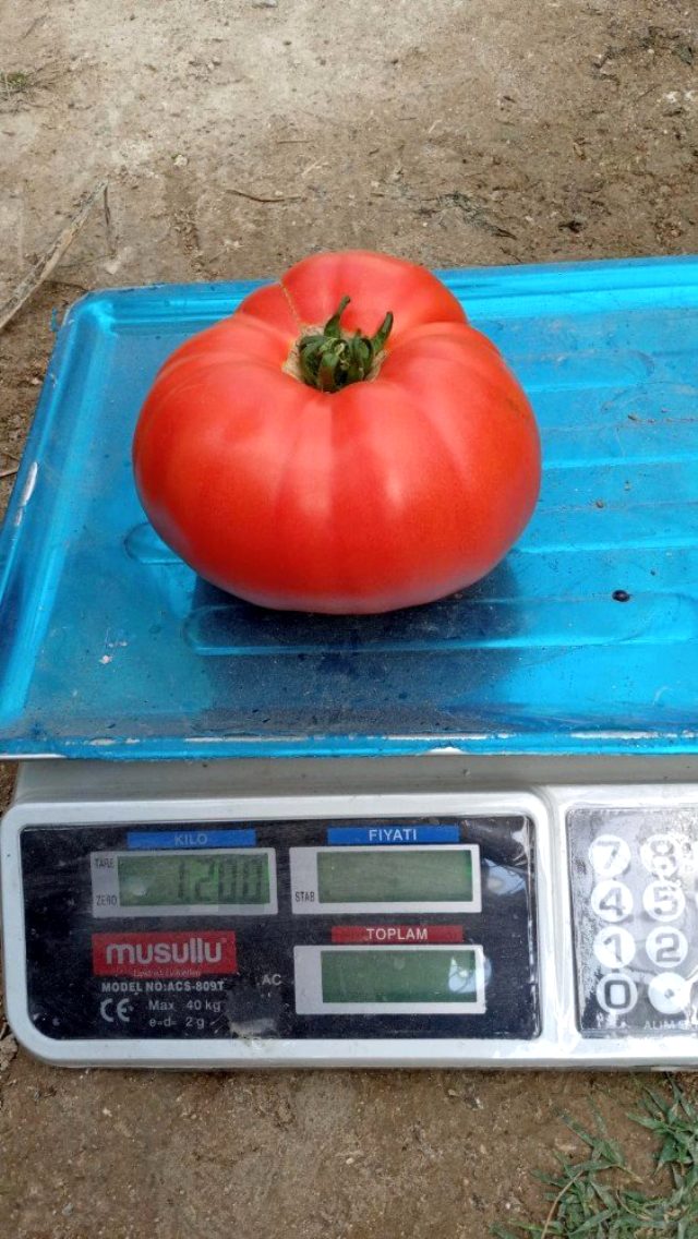 Denizli'de yetiştirilen 1200 gram ağırlığındaki domatesleri görenler hayrete düştü