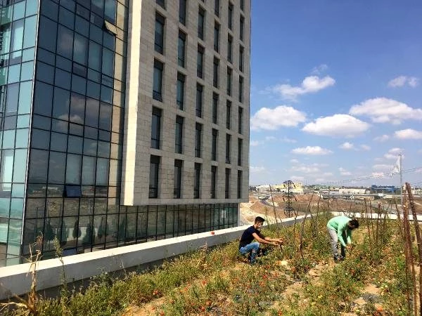 Yerli otomobilin merkez üssünün de bulunduğu Kocaeli'deki Bilişim Vadisi'nin çatısında organik tarım yapılıyor