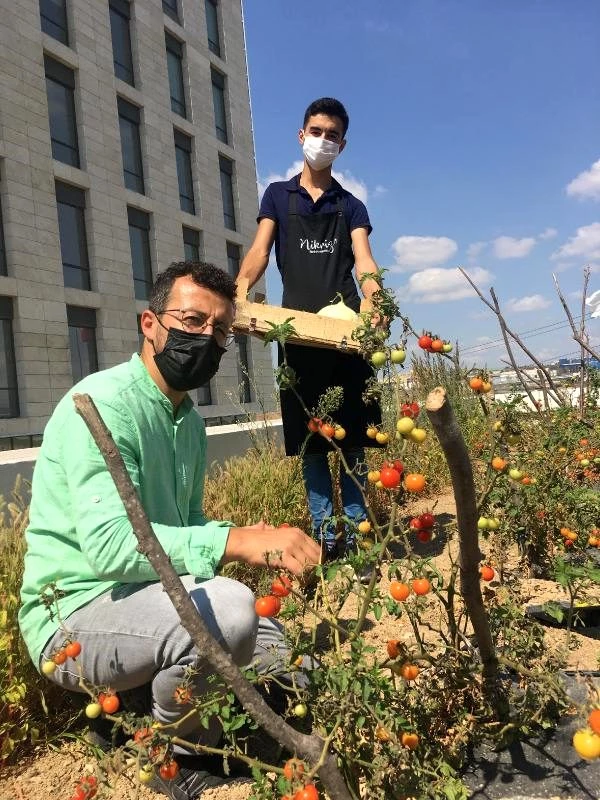 Yerli otomobilin merkez üssünün de bulunduğu Kocaeli'deki Bilişim Vadisi'nin çatısında organik tarım yapılıyor