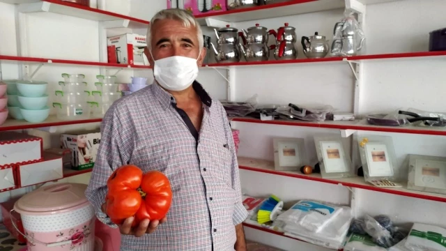 Kütahyalı çiftçi, 1,5 kilogram ağırlığında domates yetiştirdi
